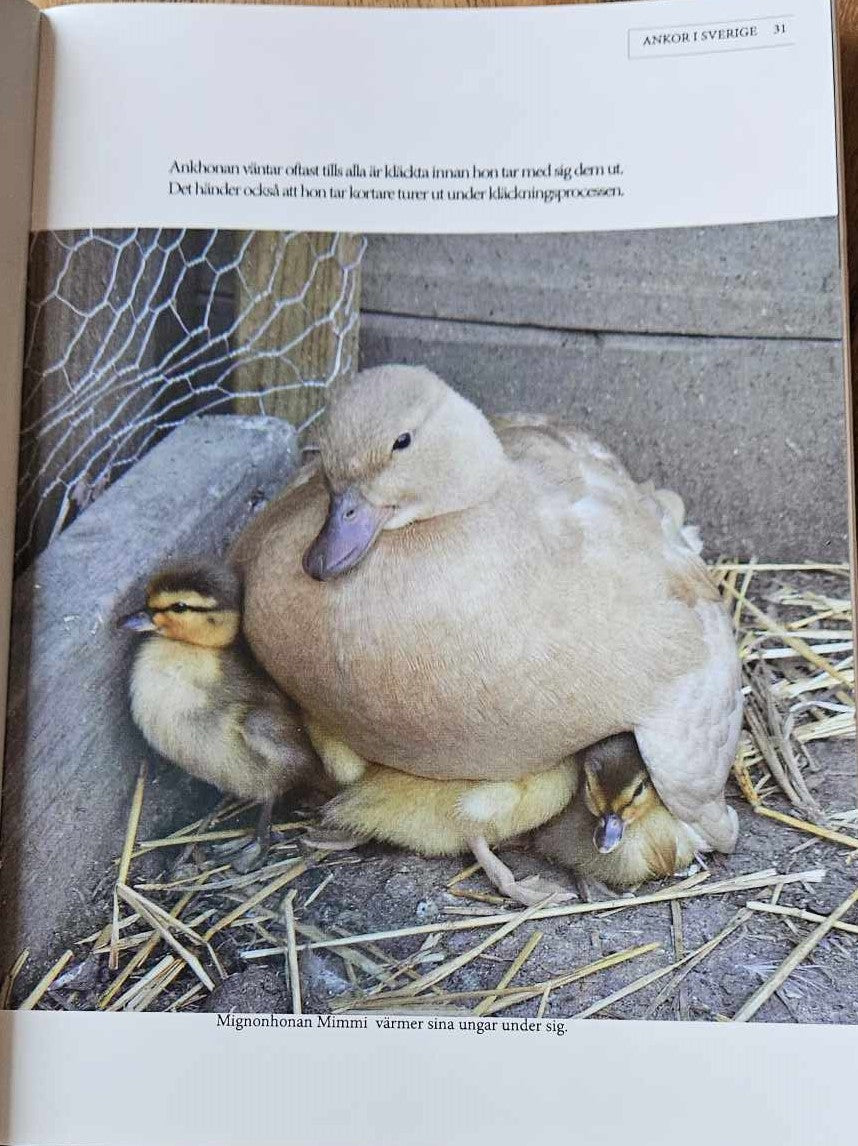 Ankor i Sverige - handbok om ankors skötsel och avel - Naturboden