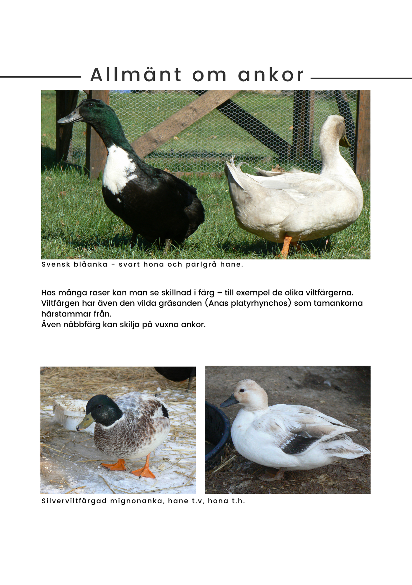 Ankor i Sverige E-bok - Naturboden