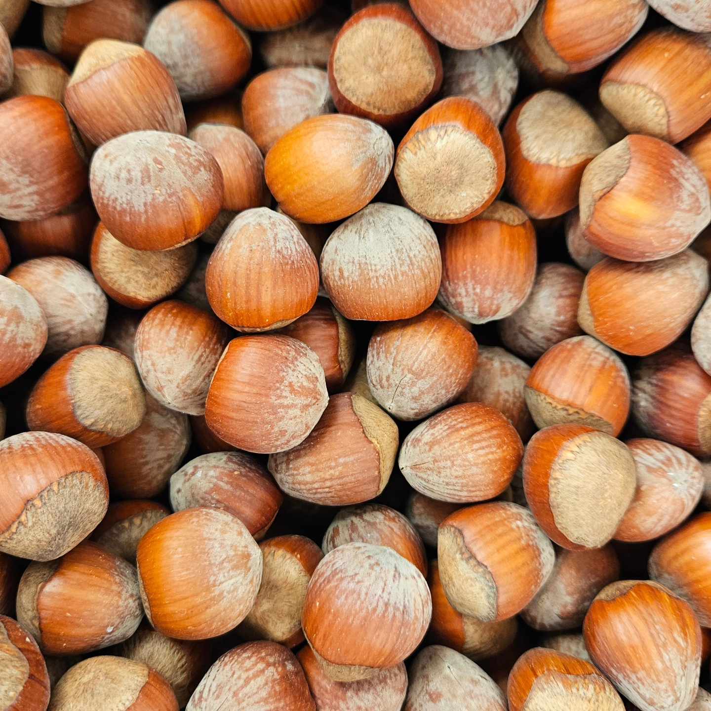 Hasselnötter med skal till ekorrar