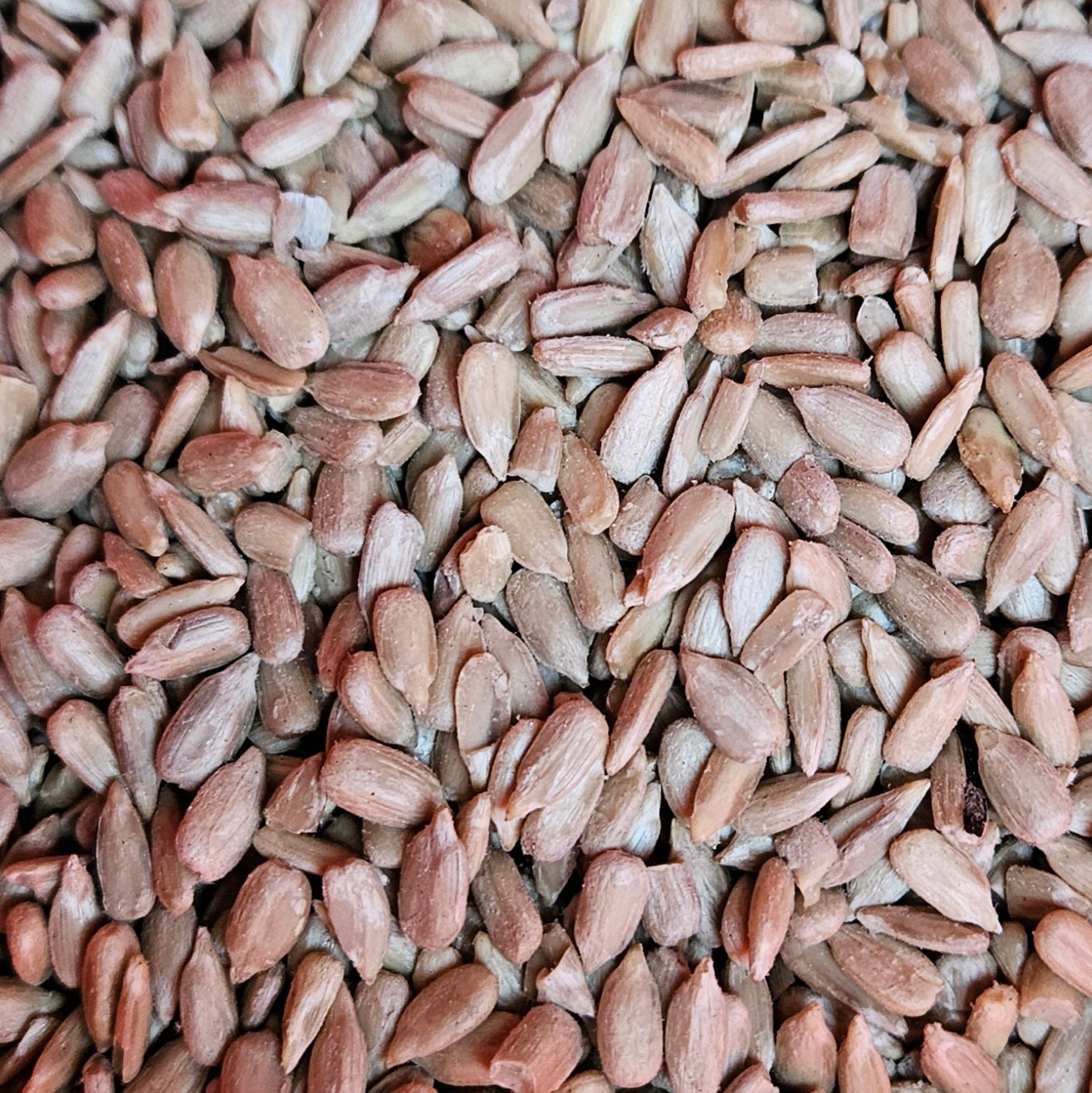 Skalat Solrosfrö 22,5 kg - Naturboden