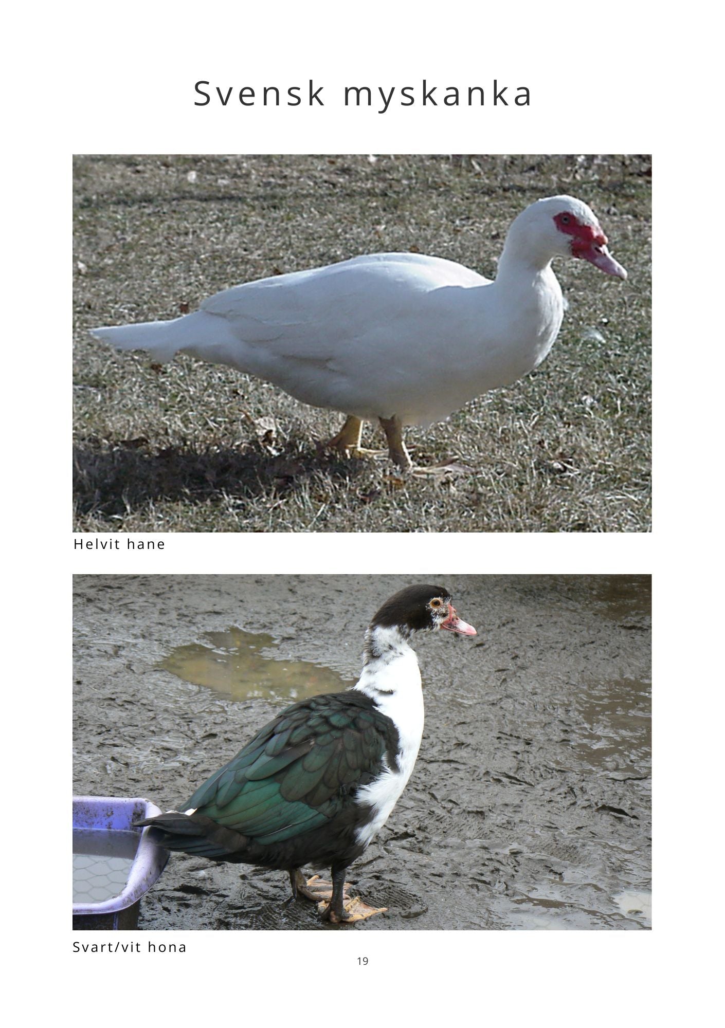 Ankor i Sverige Svenska lantraser Ny upplaga 2025 - Naturboden