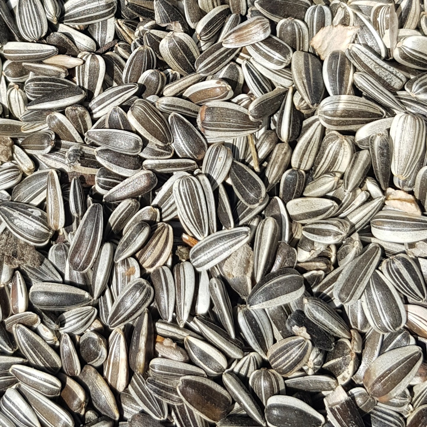 Strimmigt solrosfrö i lösvikt kilopris - Naturboden