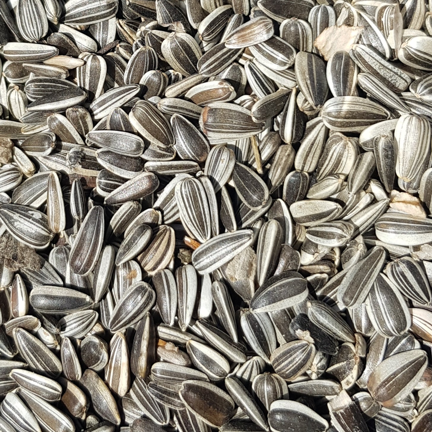 Strimmigt solrosfrö 20 kg Hämtas i butiken! – Naturboden