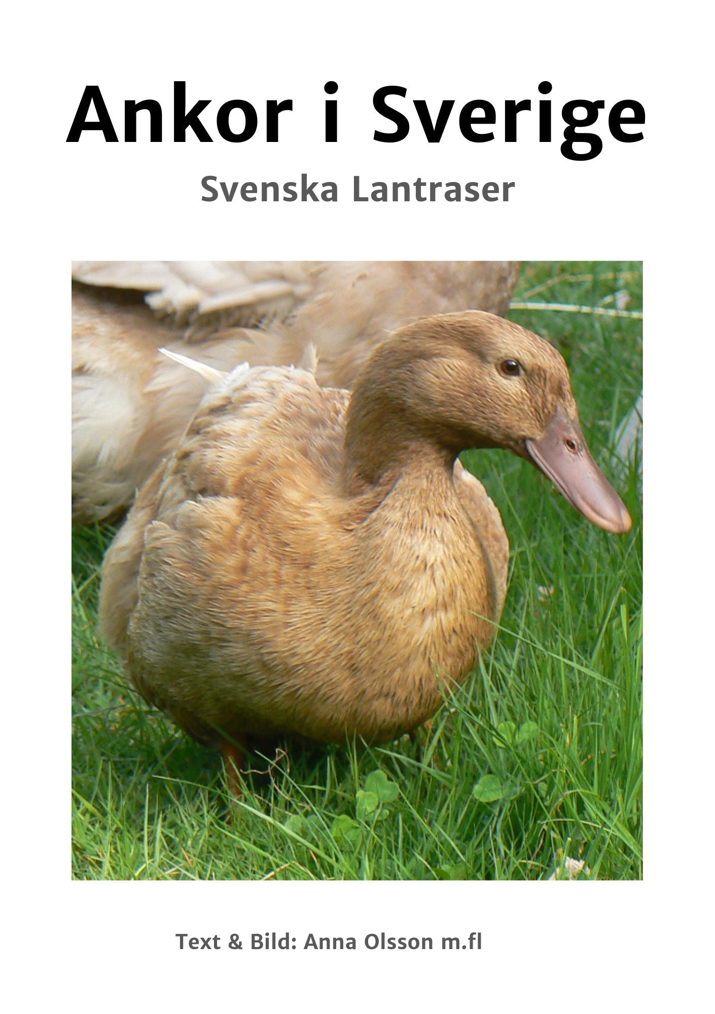 Svenska lantraser E-bok, Ankor i Sverige - Naturboden