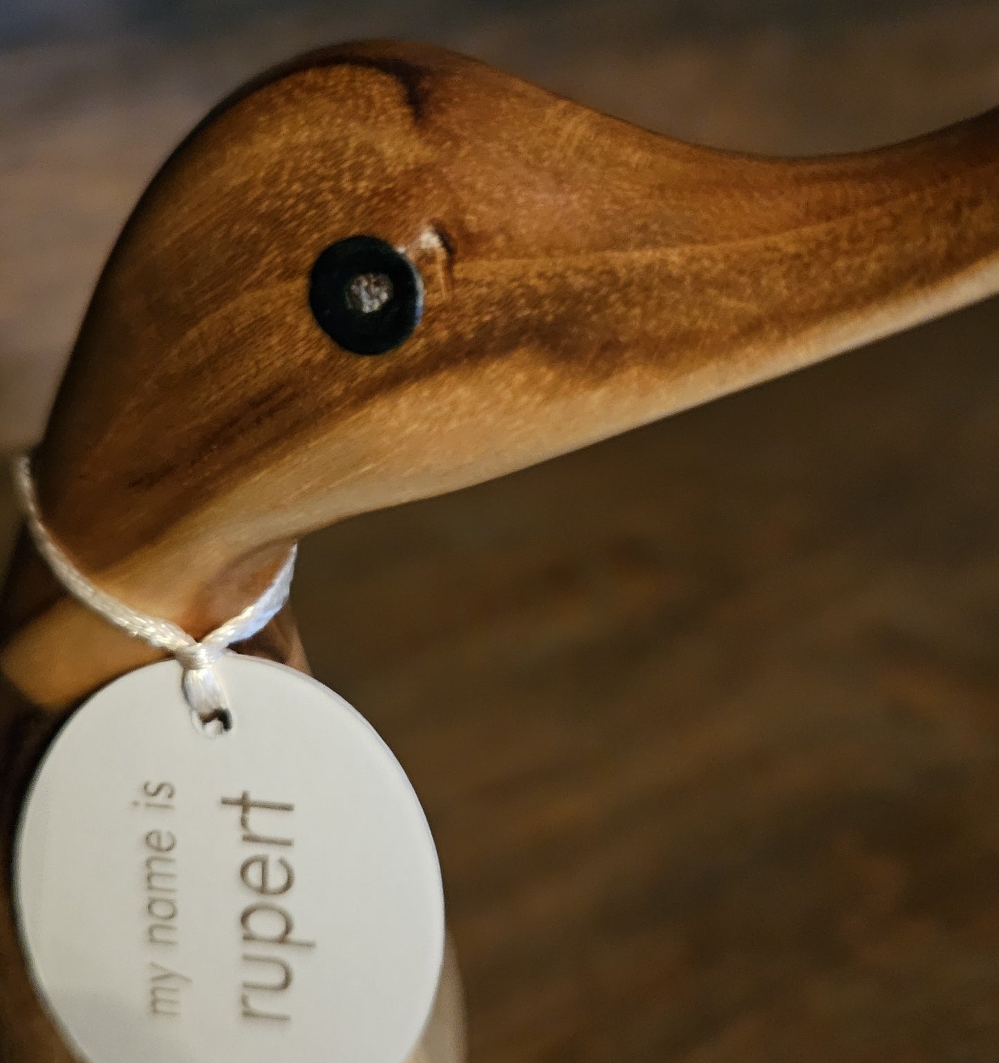 Rupert anka i bambu närbild - Naturboden