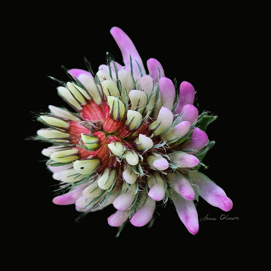 Vykort fyrkantigt med skogsklöver - Naturboden