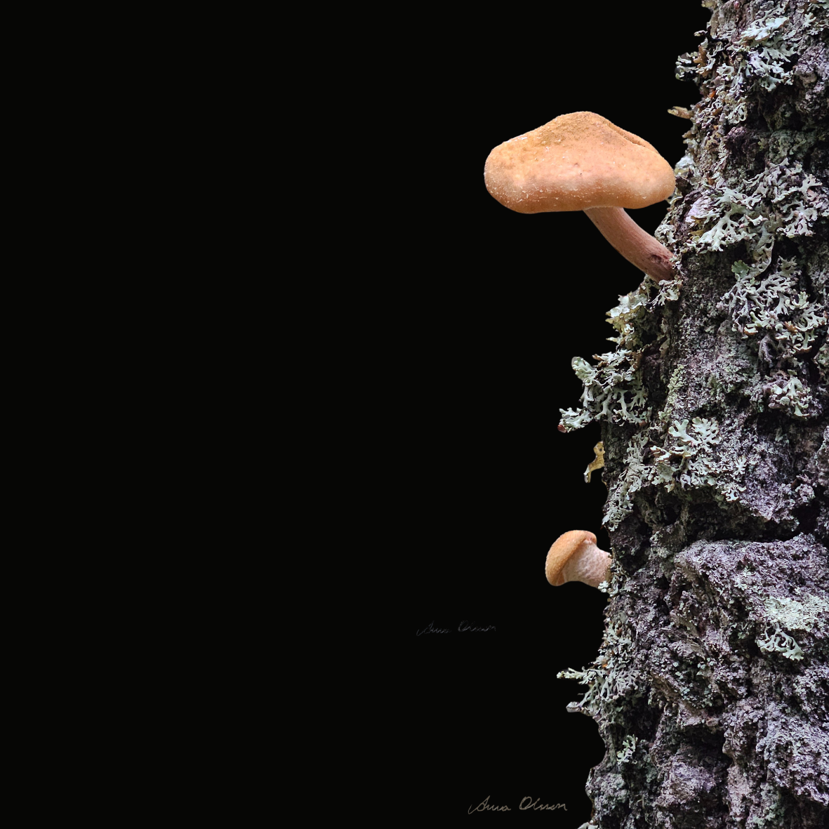 vykort fyrkantigt Svampar och lavar - Naturboden