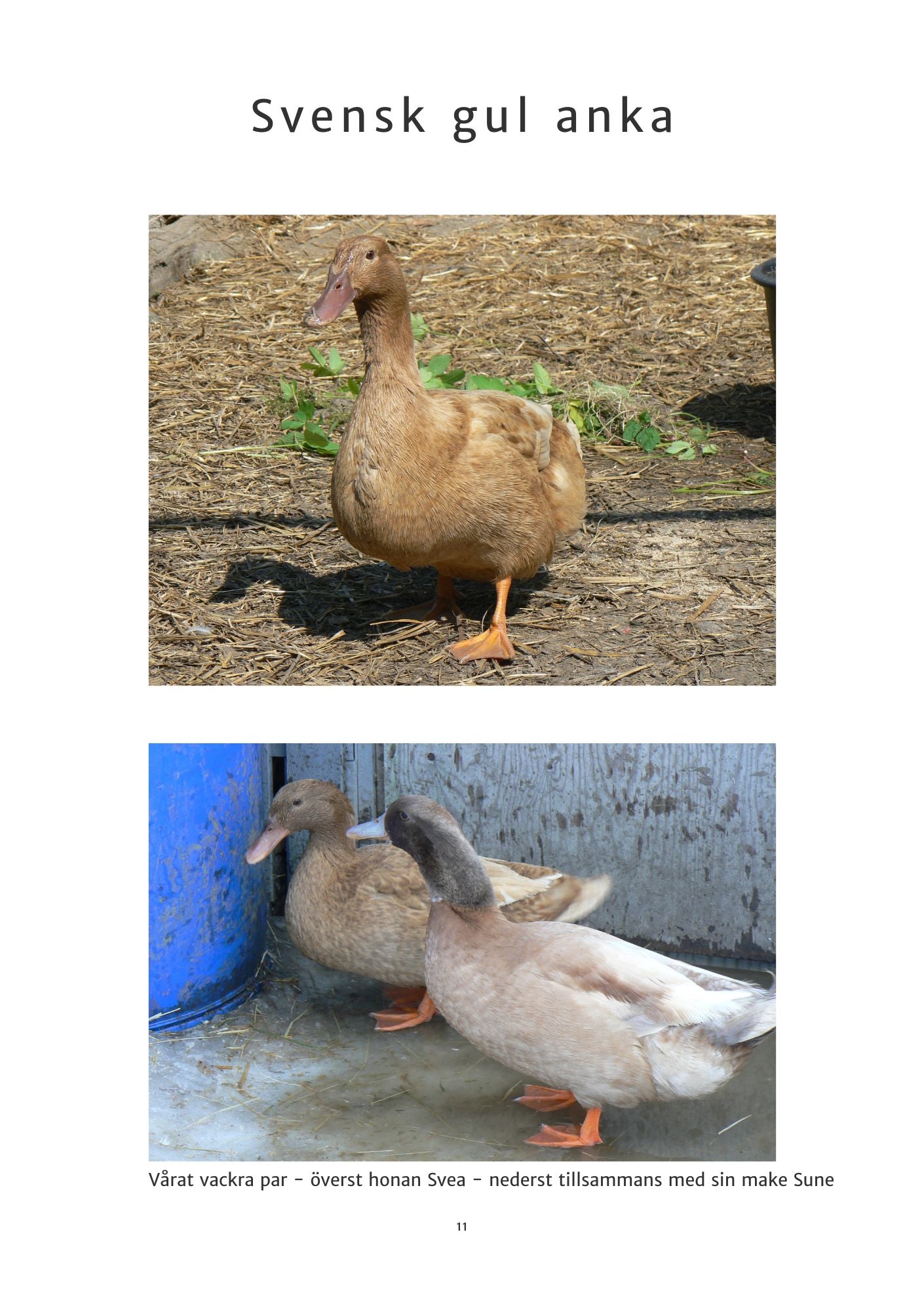 E-bok Svensk gulanka, Ankor i Sverige - Naturboden