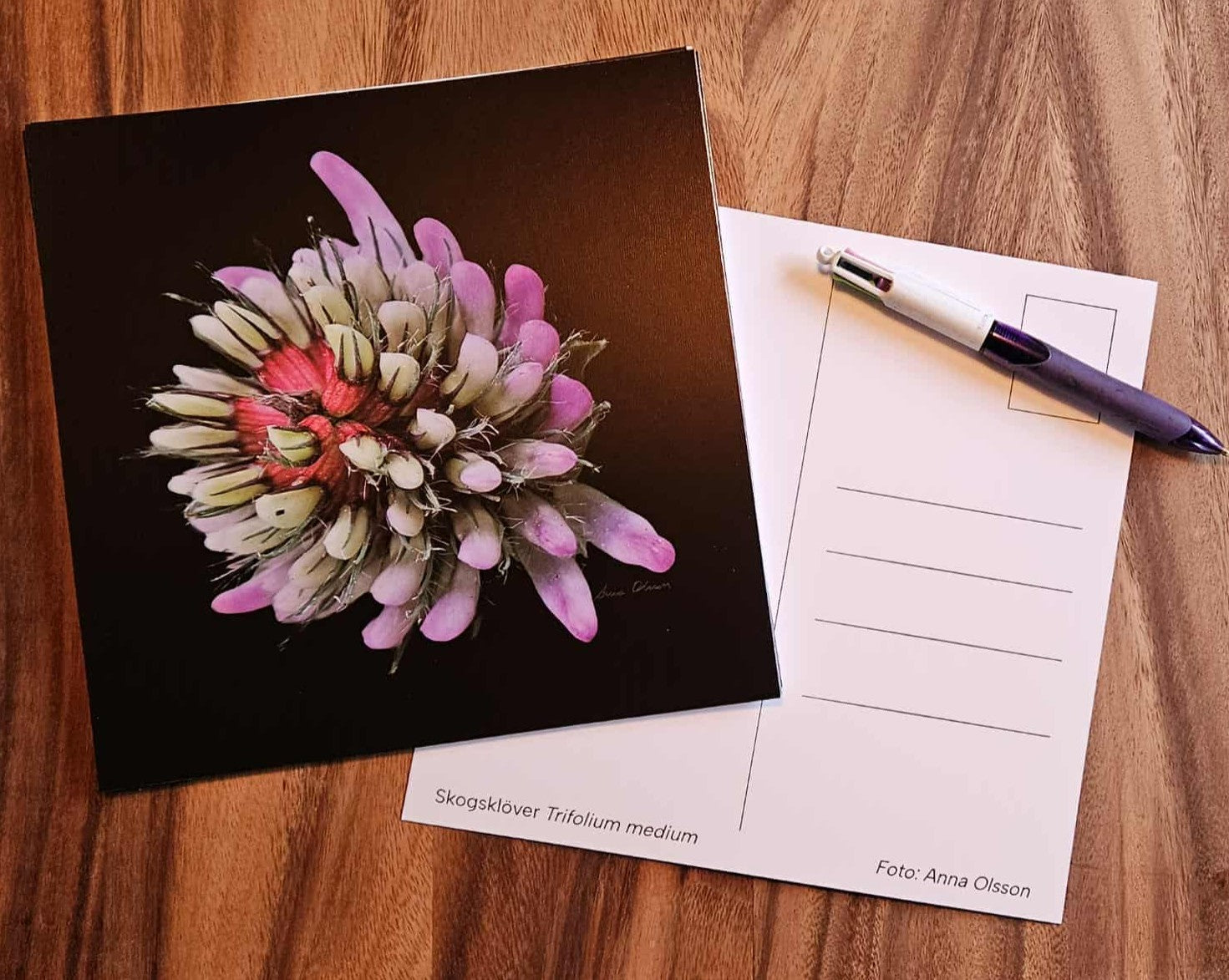 Vykort Skogsköver på svart bakgrund - Naturboden