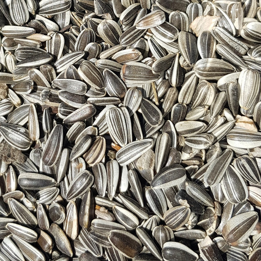 Strimmigt solrosfrö i lösvikt kilopris - Naturboden