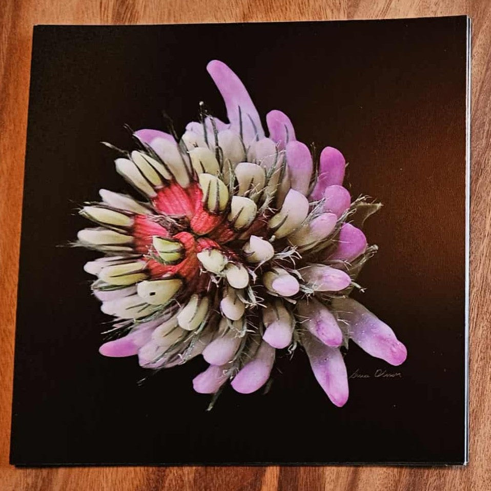 vykort Skogsklöver foto: Anna Olsson - Naturboden