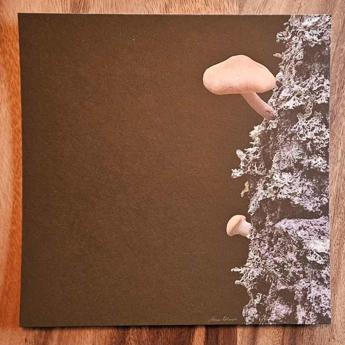 Vykort med svampar och lavar på svart bakgrund foto: Anna Olsson - Naturboden