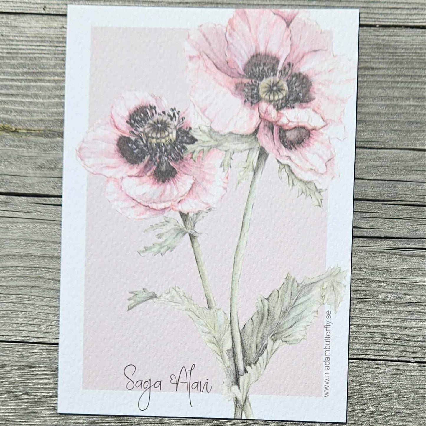 Vykort med rosa vallmo - Naturboden
