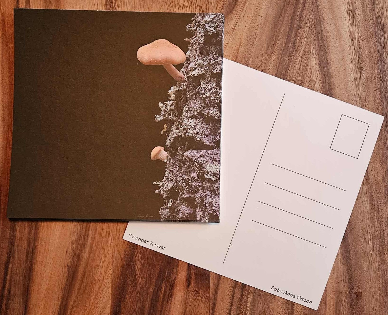 Stort vykort med svampar och lavar på svart bakgrund - Naturboden